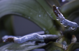 Illustration de l'article : Les bons réflexes à adopter pour entretenir ses orchidées