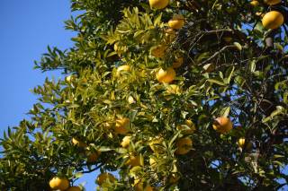 Illustration de l'article : Gâteau mousseline aux agrumes : un dessert léger et acidulé