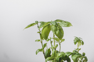 Illustration de l'article : 10 plantes à faire pousser chez vous pour leur efficacité contre les nuisibles de l’été