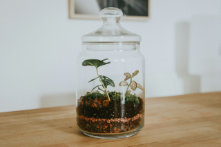 Illustration de l'article : Terrarium : voici comment créer un petit coin de nature sur-mesure pour votre chez-vous