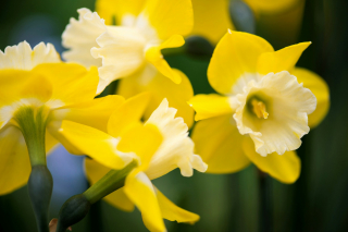 Illustration de l'article : Bulbes à fleurs : le secret des jardiniers pour un extérieur fleuri et généreux tout au long de l’année