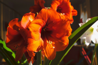 Illustration de l'article : Bulbes à fleurs : le secret des jardiniers pour un extérieur fleuri et généreux tout au long de l’année