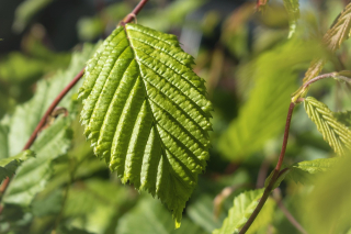 Illustration de l'article : Plantation d’une haie libre : nos conseils pour mettre en valeur votre jardin et inviter la biodiversité