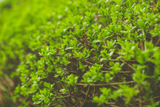 Illustration de l'article : Pourquoi planter des arbustes dans son jardin et comment les entretenir ?