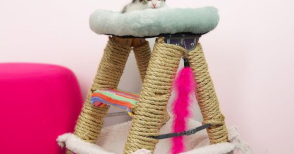 Un Atelier Pour Construire Votre Propre Arbre A Chat