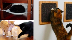 Image illustrant l'article 8 idées très appréciables pour combler votre chat
