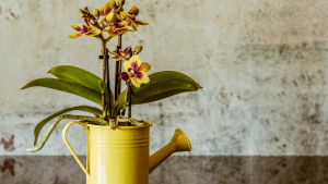 Illustration : "Les solutions pour activer la croissance et la floraison de vos orchidées toute l’année"