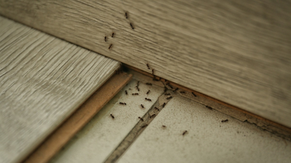 Illustration : Adieu aux fourmis : nos recettes maison pour un foyer propre et sain