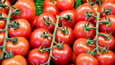 Illustration : Tomates : nos conseils pour les conserver et profiter de leurs saveurs au maximum
