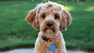 Illustration : "Médaille personnalisée pour chien : créez simplement et avec style cet accessoire d'identification indispensable pour votre compagnon"