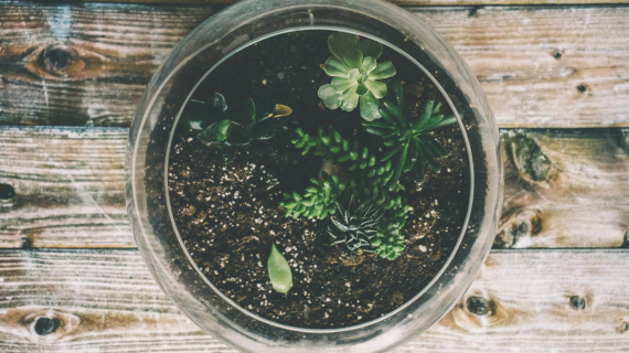 Illustration : Terrarium : voici comment créer un petit coin de nature sur-mesure pour votre chez-vous