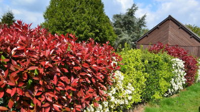 Illustration : Plantation d’une haie libre : nos conseils pour mettre en valeur votre jardin et inviter la biodiversité