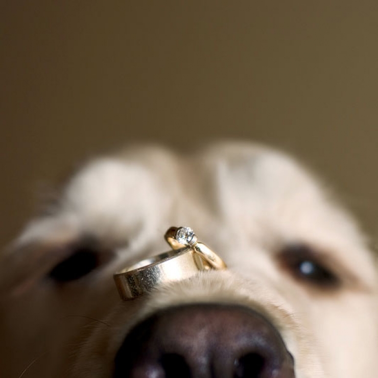 Illustration de l'article : 50 idées pour réaliser les meilleures photos de mariage