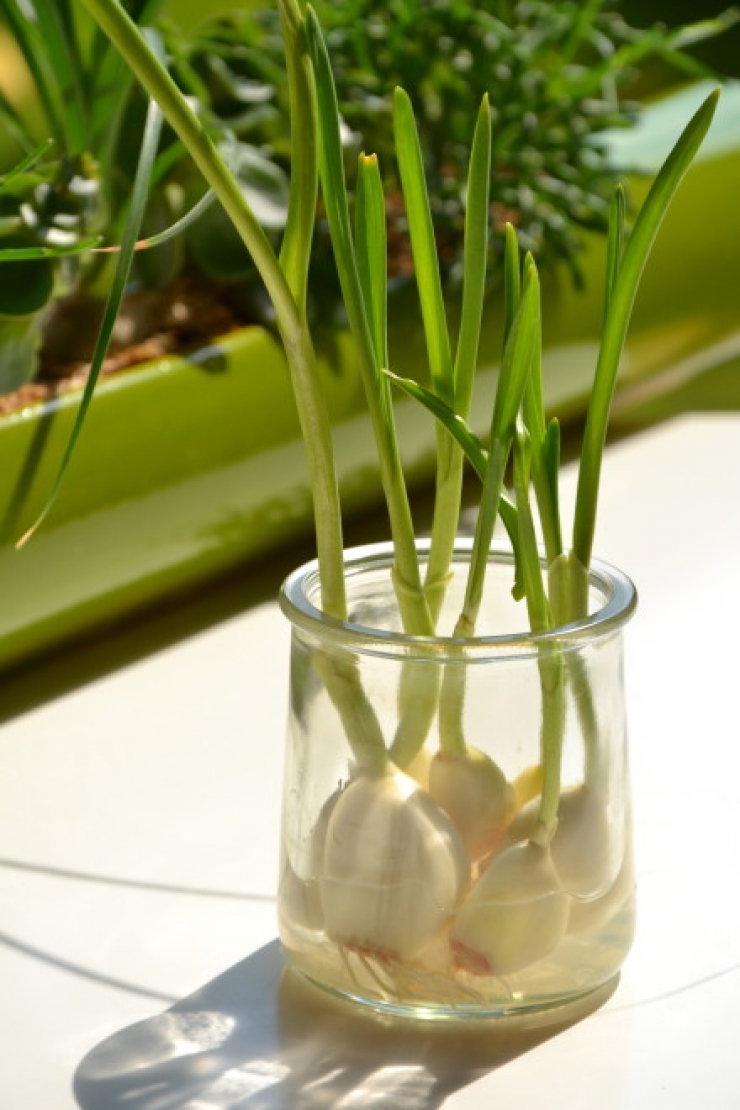 How To Grow Garlic In Water